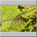 Sympetrum striolatum - Grosse Heidelibelle w08.jpg